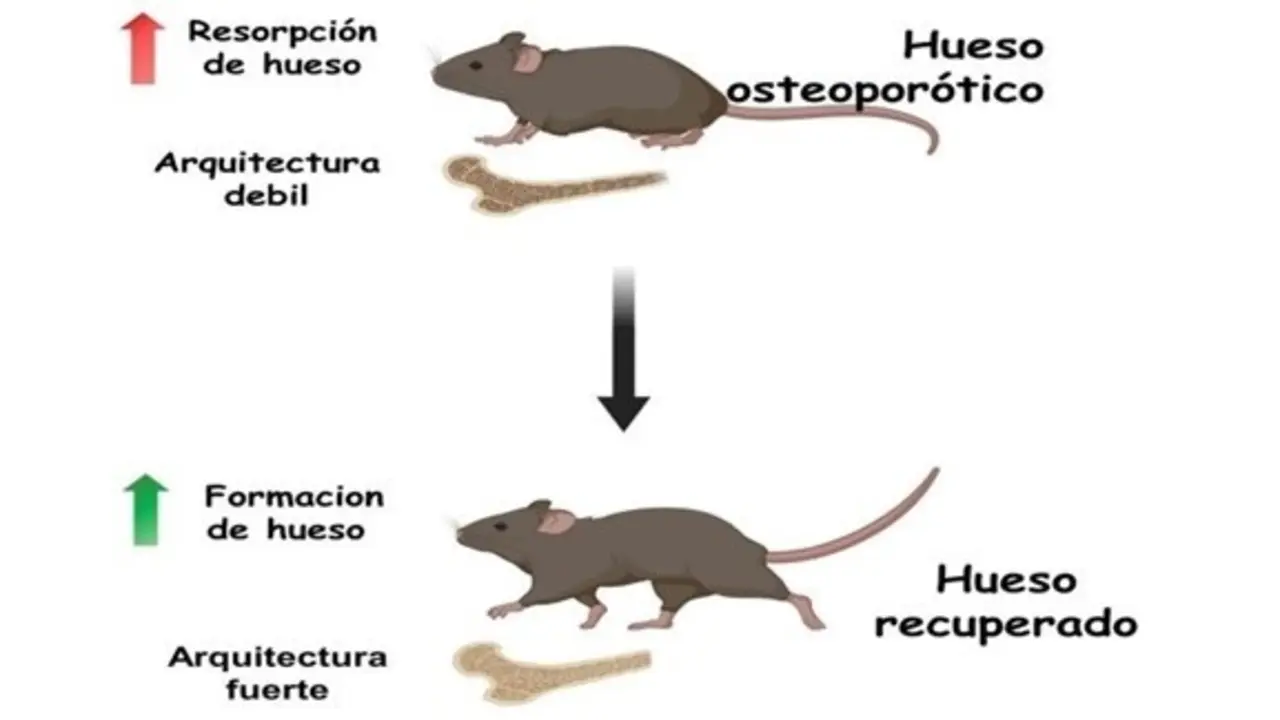 Investigadores espa&ntilde;oles desarrollan un nanosistema capaz de revertir la osteoporosis en modelos animales