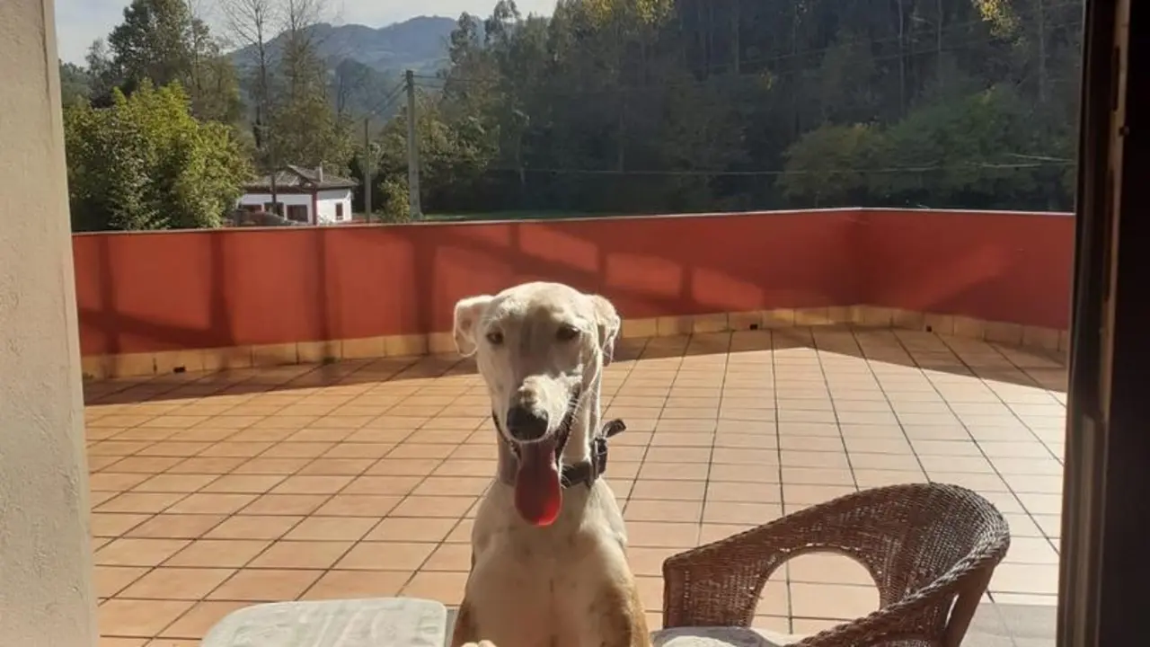 Archivo - Perro, galgo, mascota en casa rural