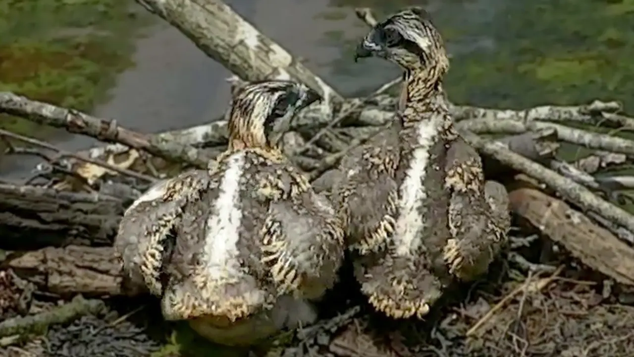 Polluelos de &aacute;guila pescadora
