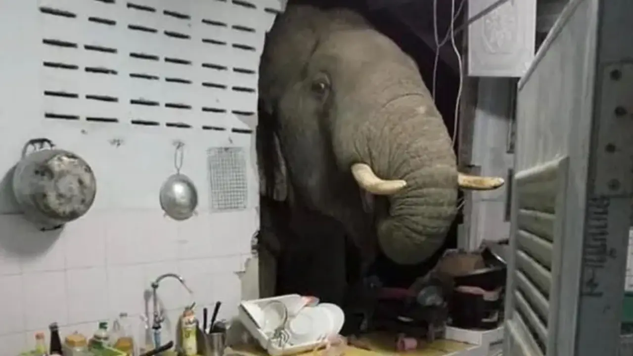 Un elefante irrumpe en la cocina de Tailandia en busca de un tentempi&eacute; - v&iacute;deo