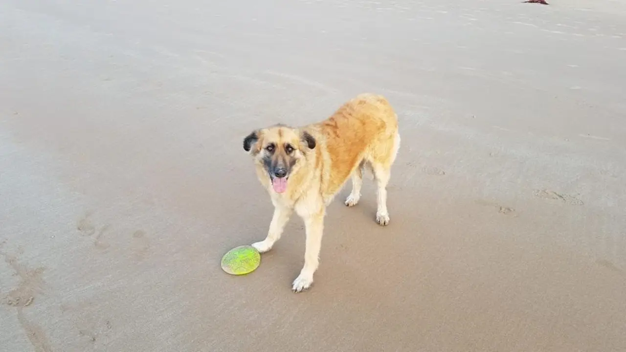 Perro