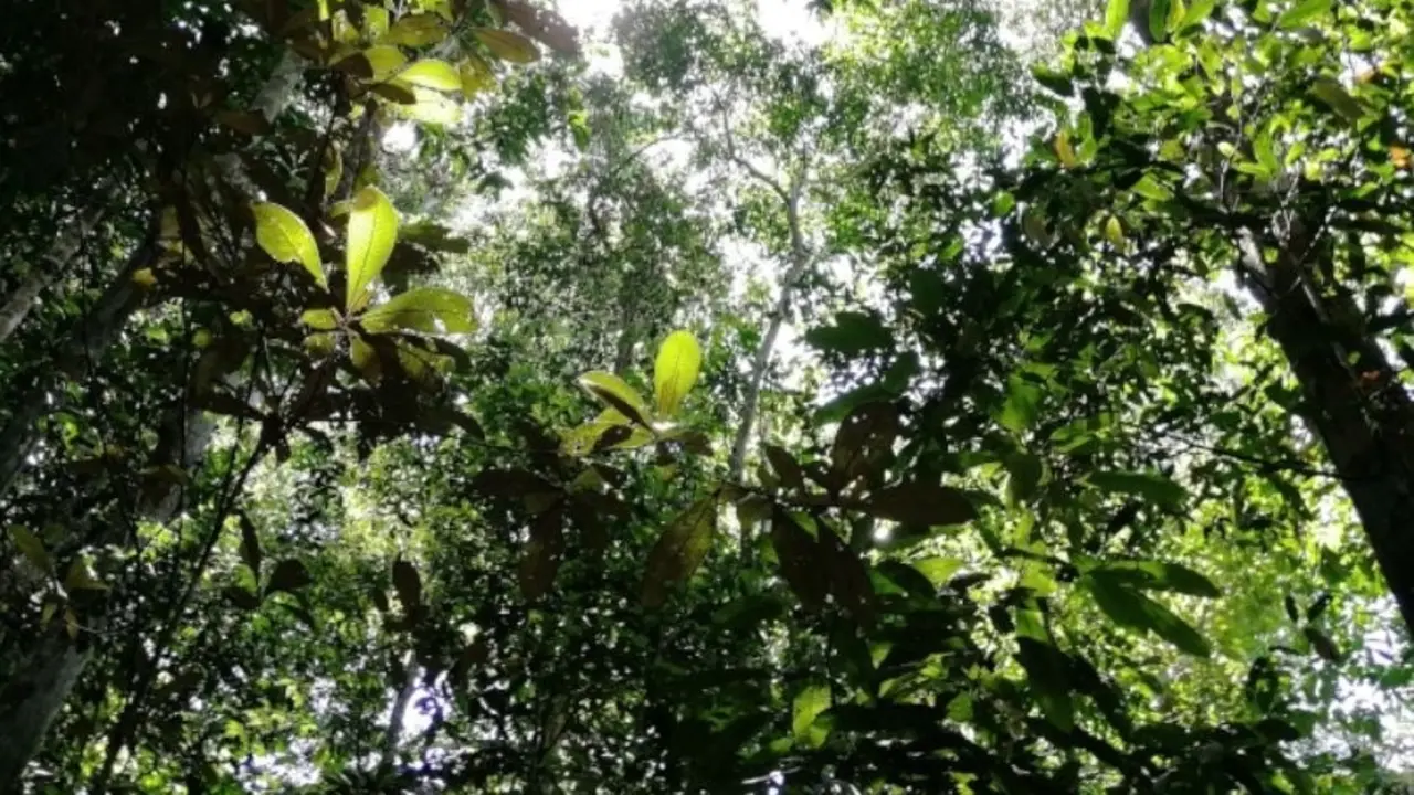 Selva amaz&oacute;nica