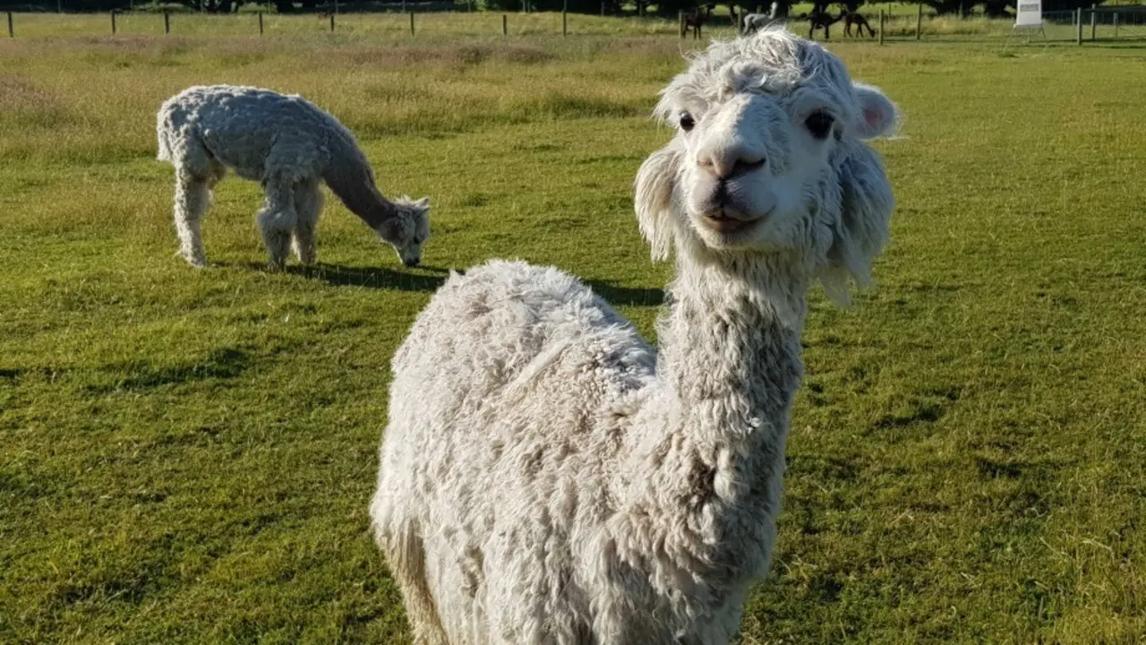 Pareja de alpacas utilizada en el estudio