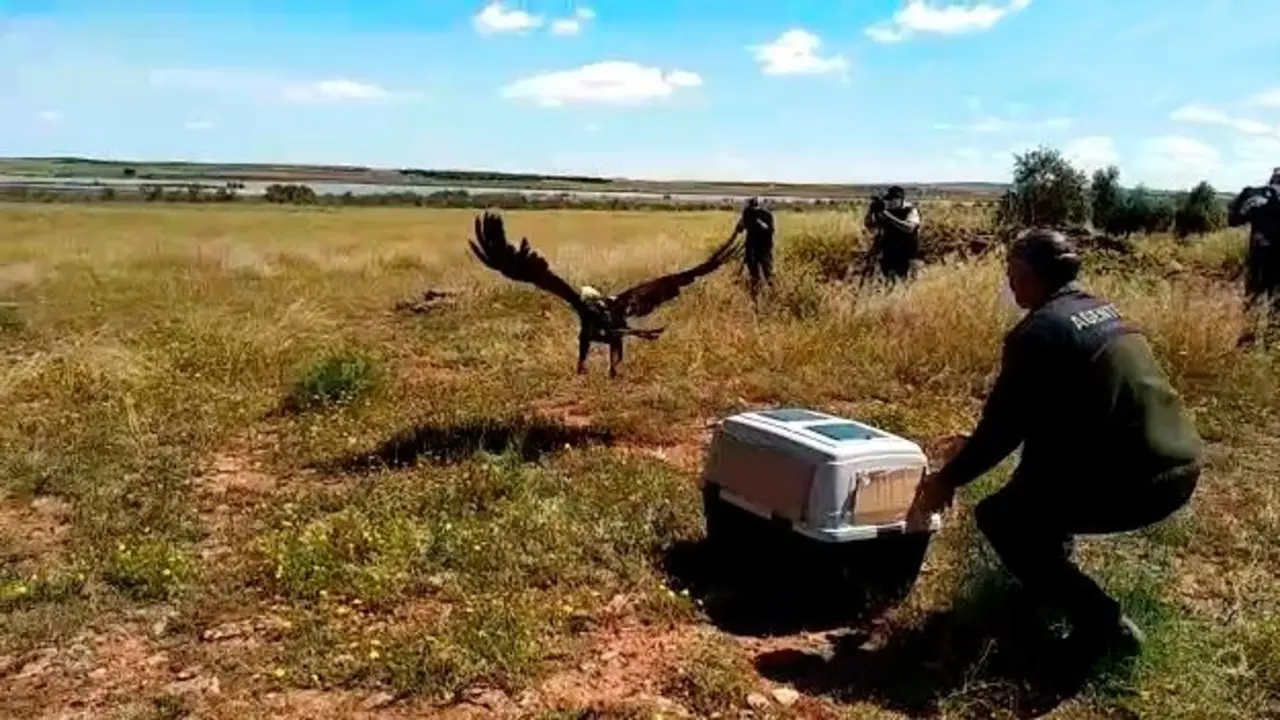 Reintegraci&oacute;n en el medio natural de un &aacute;guila imperial ib&eacute;rica recuperada en el centro de 'El Chaparrillo'