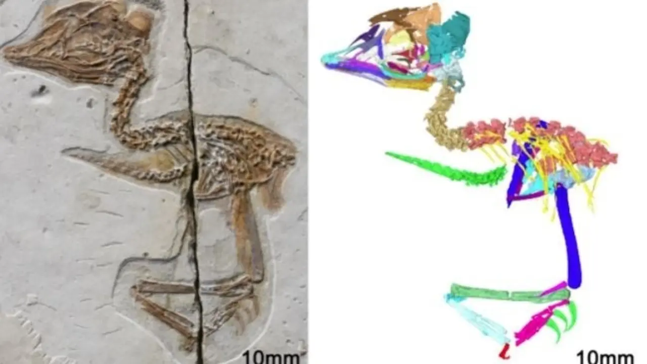 Reconstrucci&oacute;n digital del nuevo esqueleto f&oacute;sil de p&aacute;jaro mesozoico