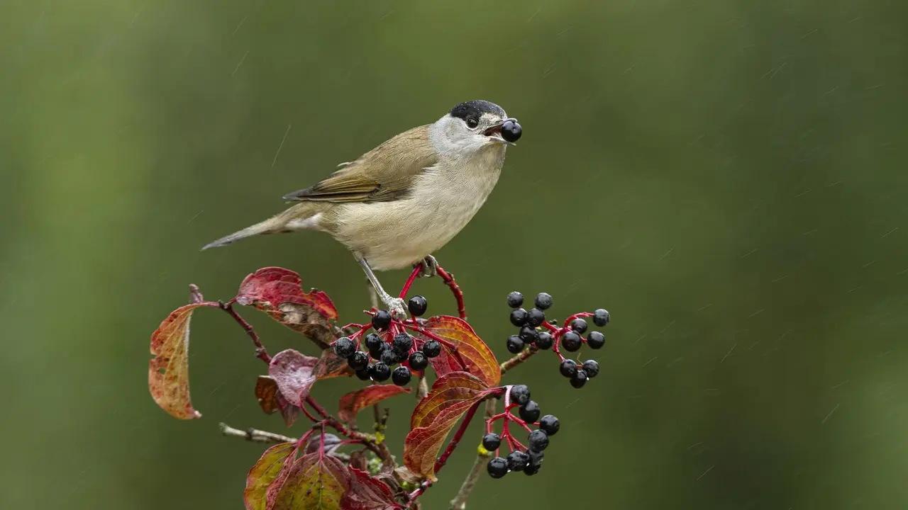Un pajaro junto a semillas.