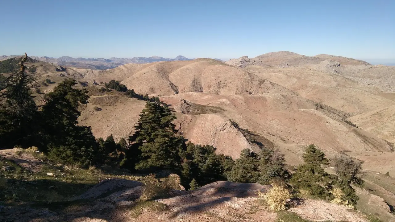Deforestaci&oacute;n y restos de pinsapos en la Sierra de las Nieves (M&aacute;laga)