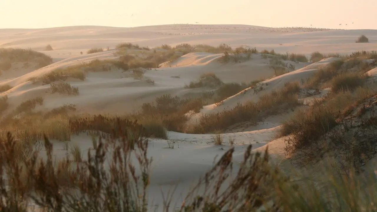 Archivo - Espacio Natural Do&ntilde;ana