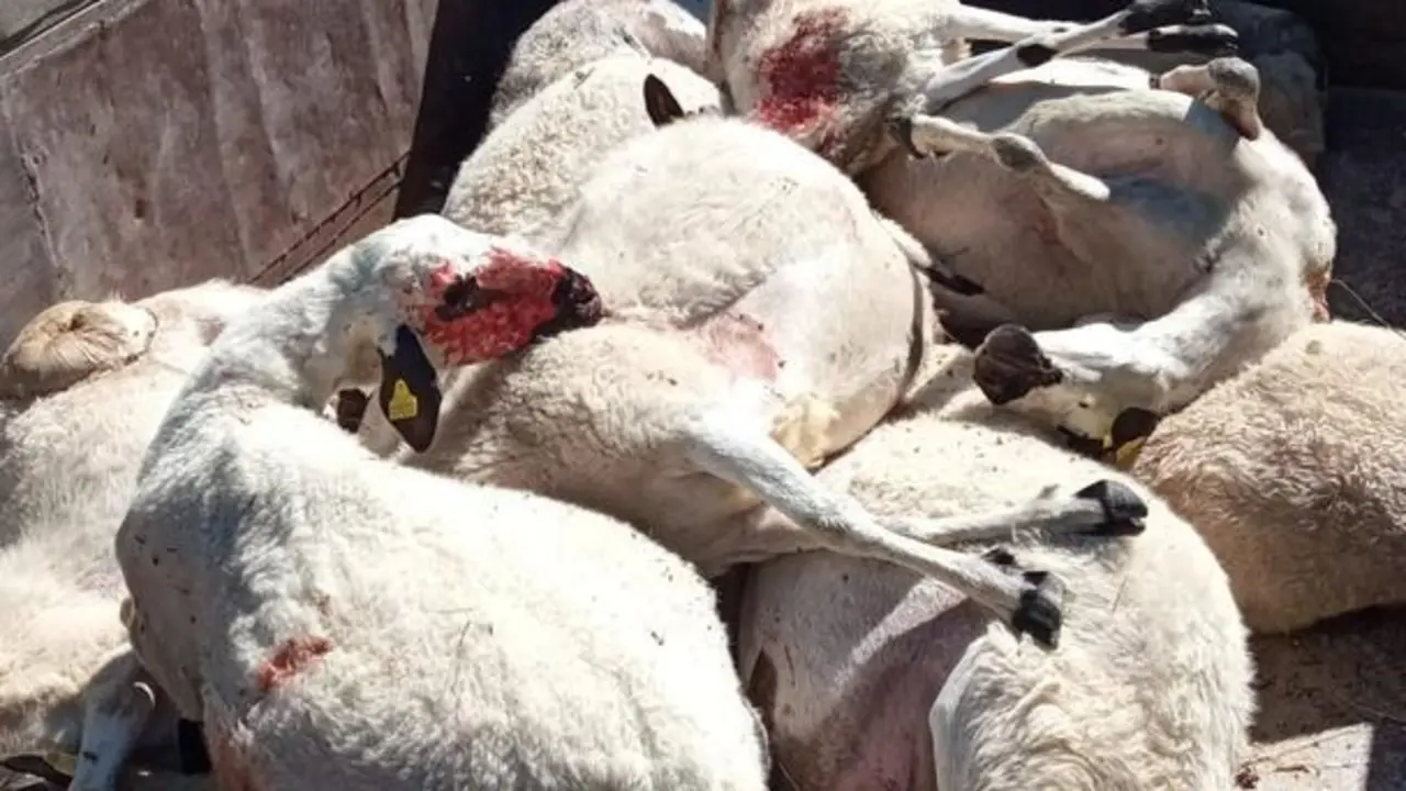 Ovejas muertas tras el ataque de un lobo en Zamora.