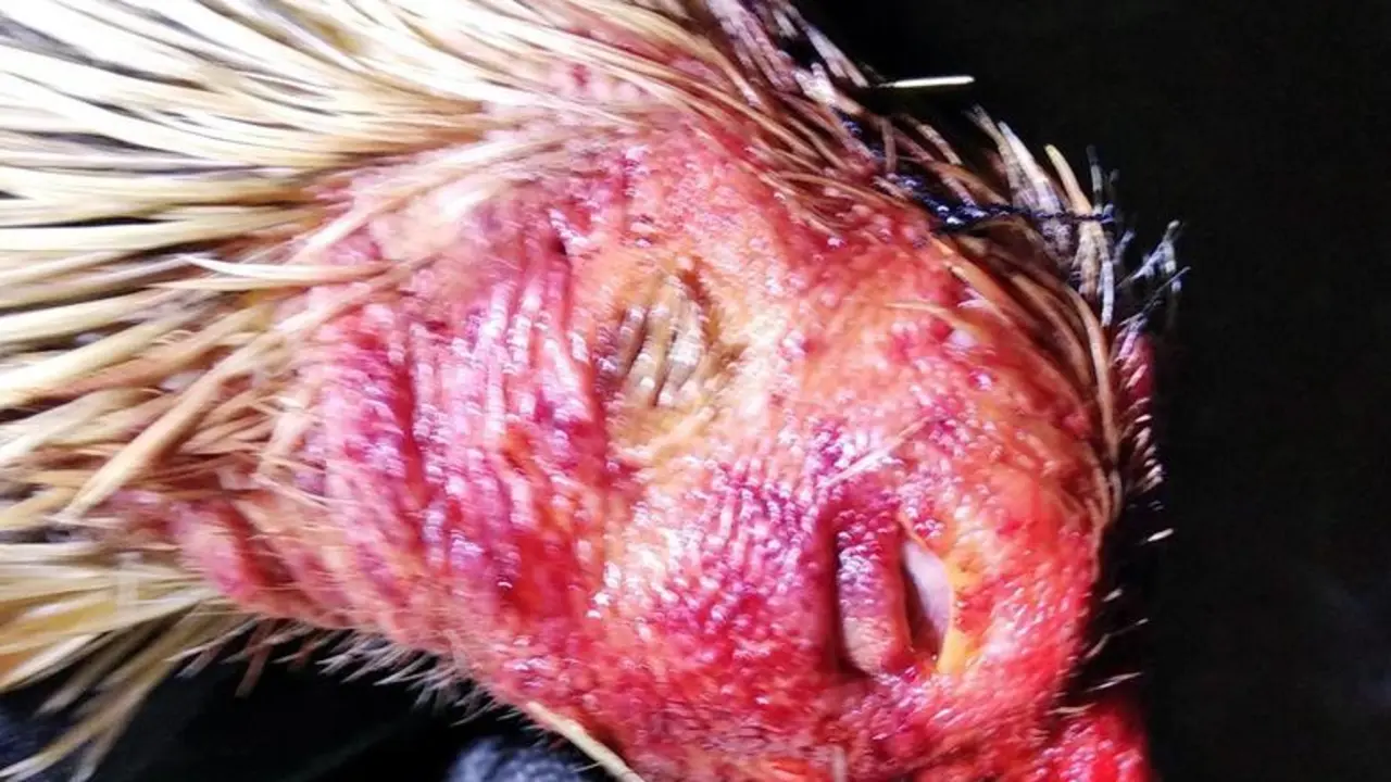Imagen de uno de los gallos intervenidos en la operaci&oacute;n