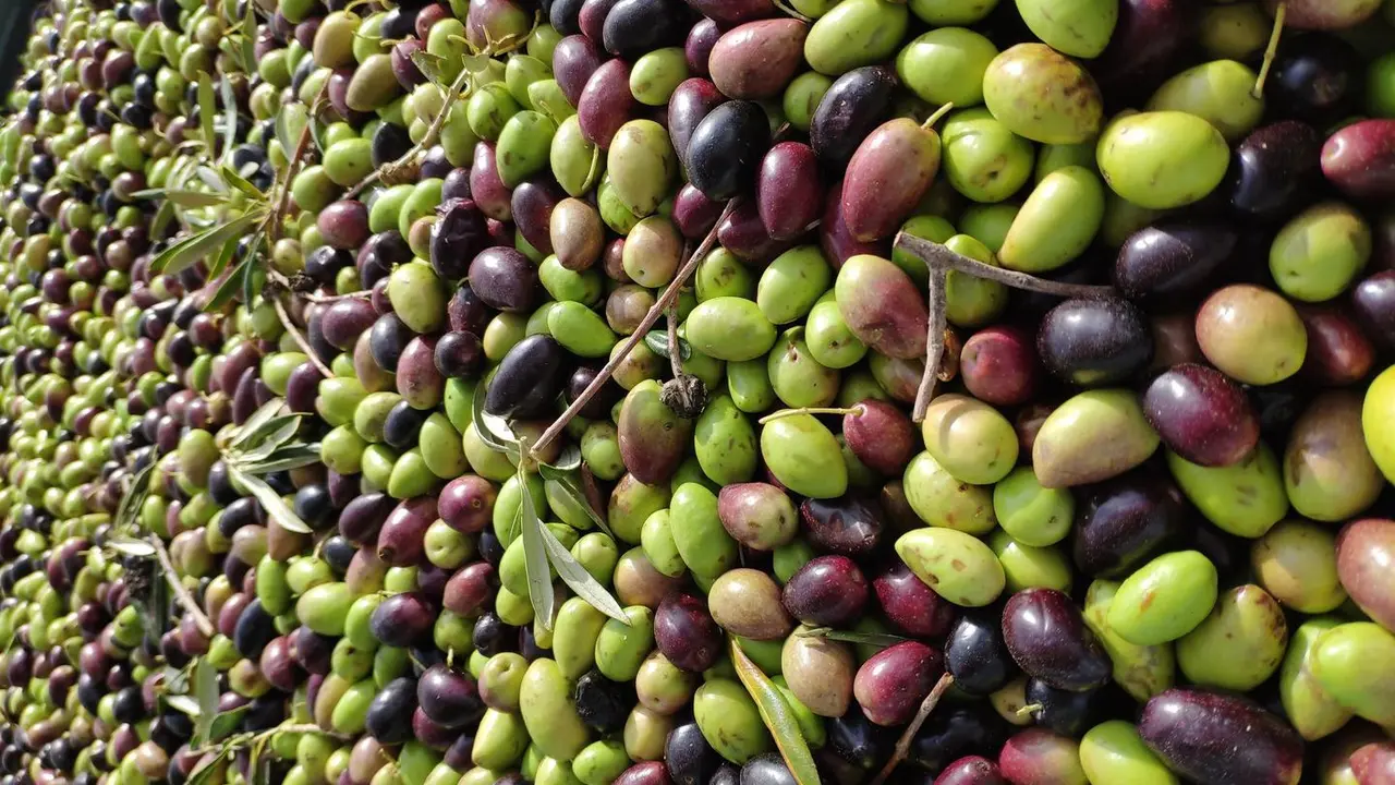 Archivo - Aceituna, oliva, cosecha, aceite.