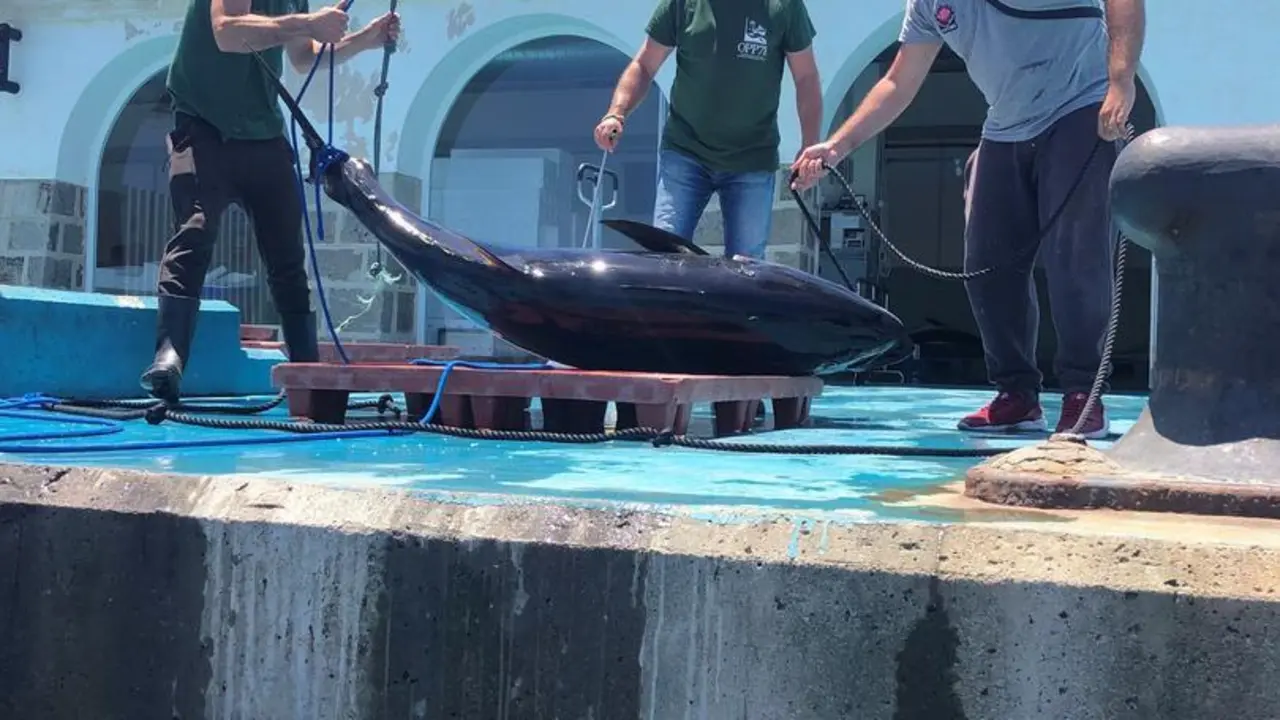 Agentes de la Guardia Civil, con una de las cinco piezas de at&uacute;n rojo intervenidas.