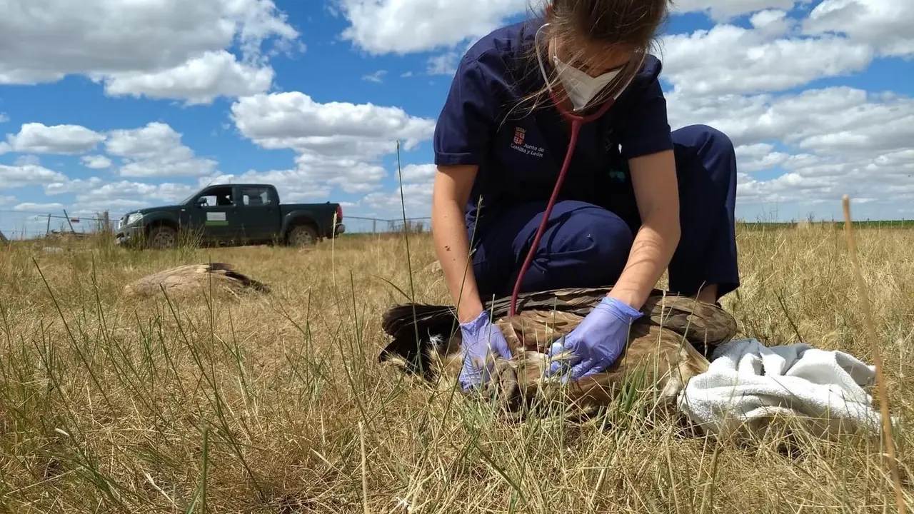 Hallados cerca de 100 buitres leonados intoxicados, m&aacute;s de 50 muertos, en Monterrubio de Armu&ntilde;a (Salamanca)