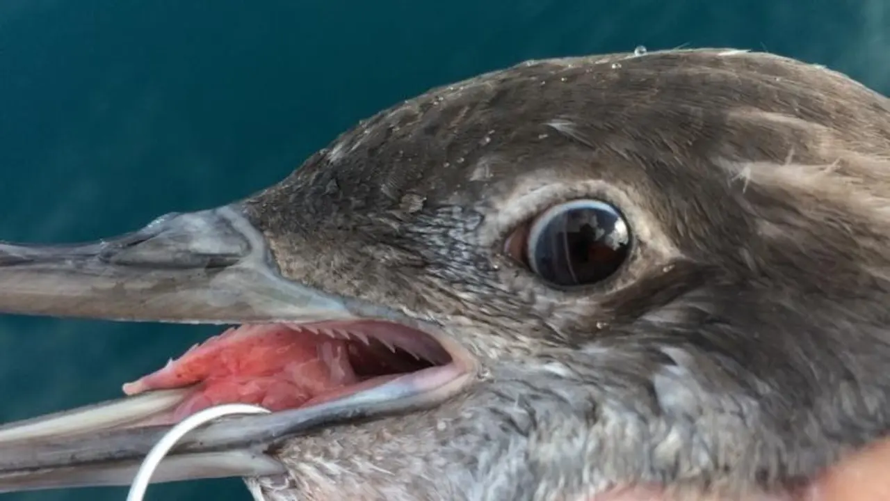 El equipo marino de SEO/BirdLife muestra a pescadores del Mediterr&aacute;neo y Galicia c&oacute;mo liberar aves que quedan atrapadas en artes de pesca