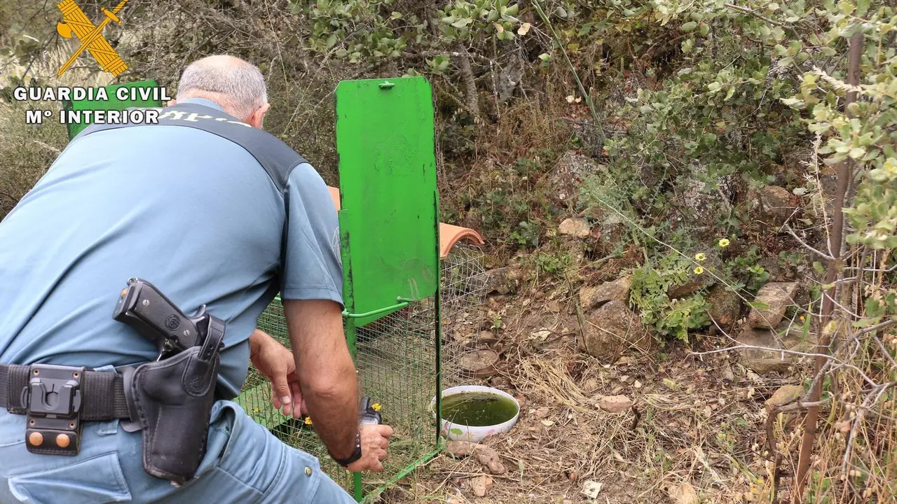 Un efectivo de la Guardia Civil inspecciona la jaula trampa.