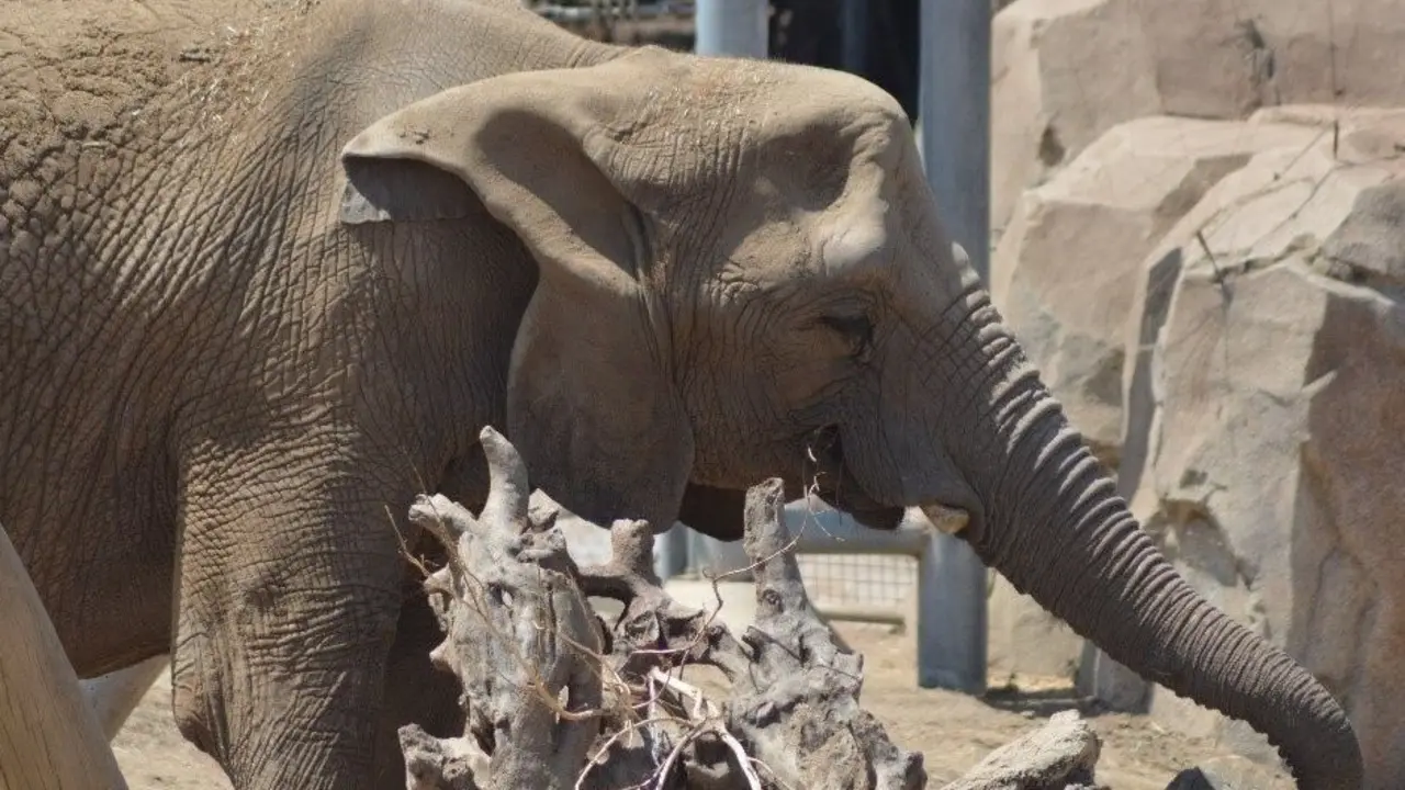 El elefante de la sabana africana Tembo, en el zool&oacute;gico de San Diego, fue uno de los elefantes que participaron en el estudio.