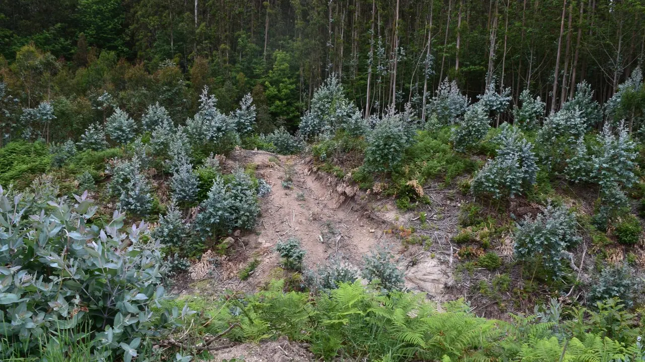 Plantaci&oacute;n de eucaliptos que da&ntilde;a un castro en Alfoz