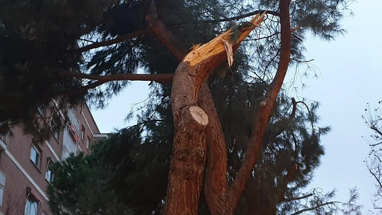 Ingenieros agr&iacute;colas y forestales alertan de la "inadecuada" toma de decisiones en materia de arbolado urbano