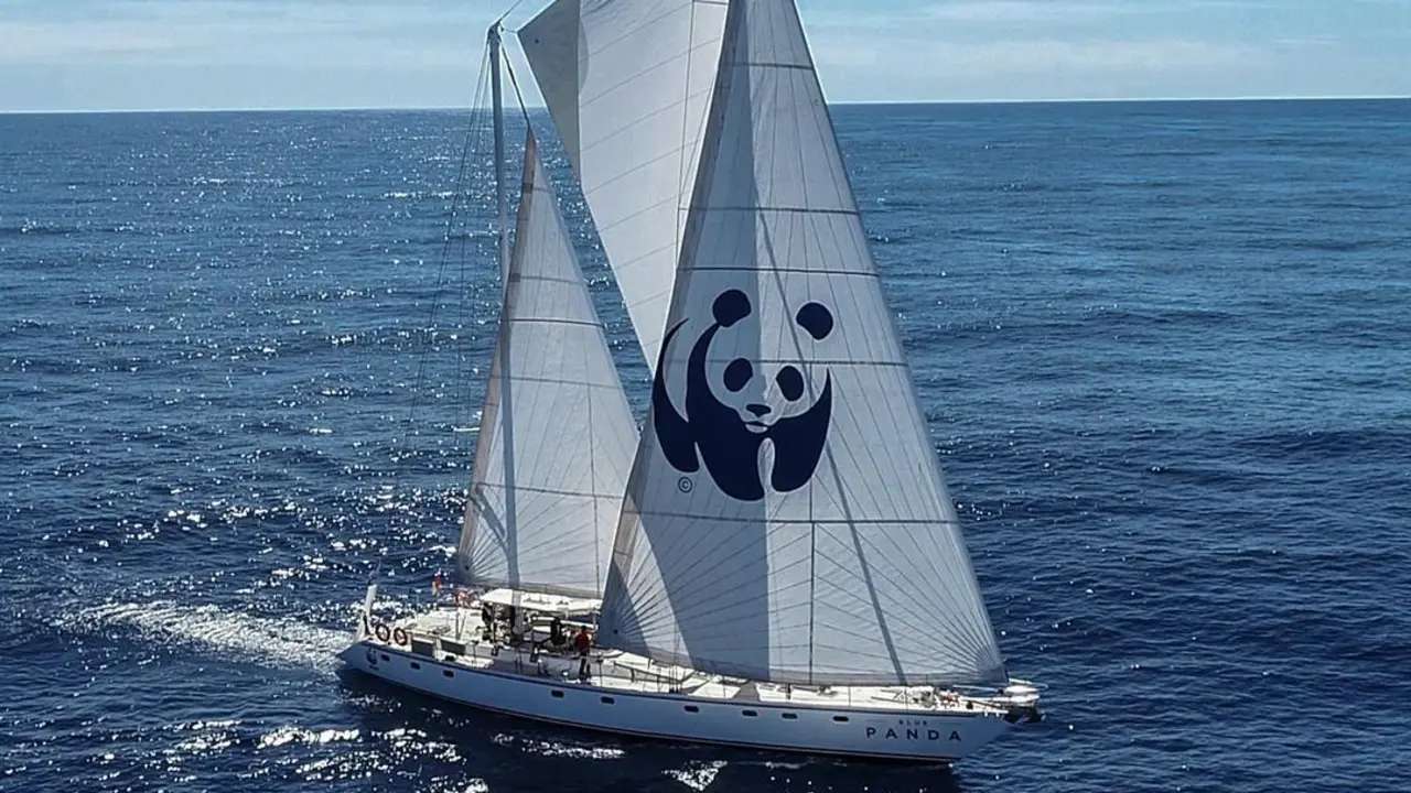 Blue Panda de WWF