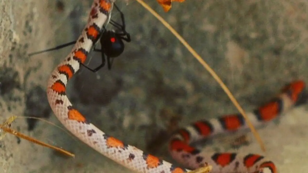Serpiente escarlata atrapada y asesinada en una telara&ntilde;a de viuda negra en la esquina del porche delantero de una casa en Gulf Breeze, Florida, Estados Unidos.