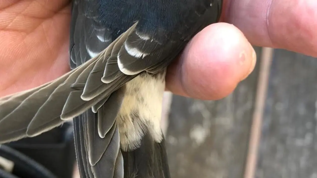 La Guardia Civil ha investigado a una mujer en Granada como presunta autora de un delito contra la flora y fauna silvestres despu&eacute;s de que destruyera treinta nidos de avi&oacute;n com&uacute;n (Delichon urbicum) y provocara la muerte de 44 pollos.