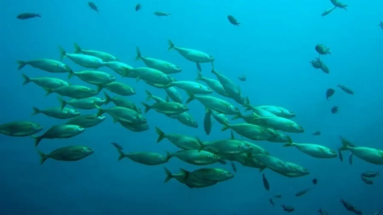 Archivo - Banco de peces