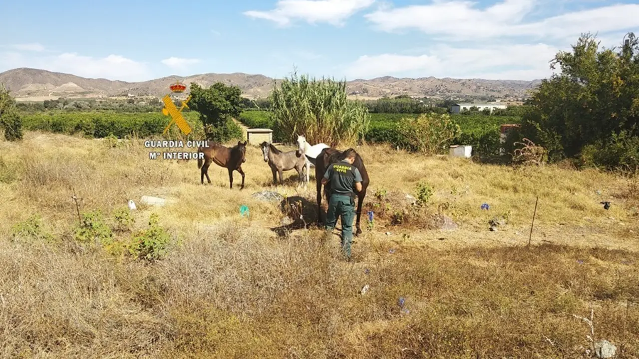 Archivo - Actuaciones del Seprona de la Guadia Civil en M&aacute;laga contra el maltrato animal