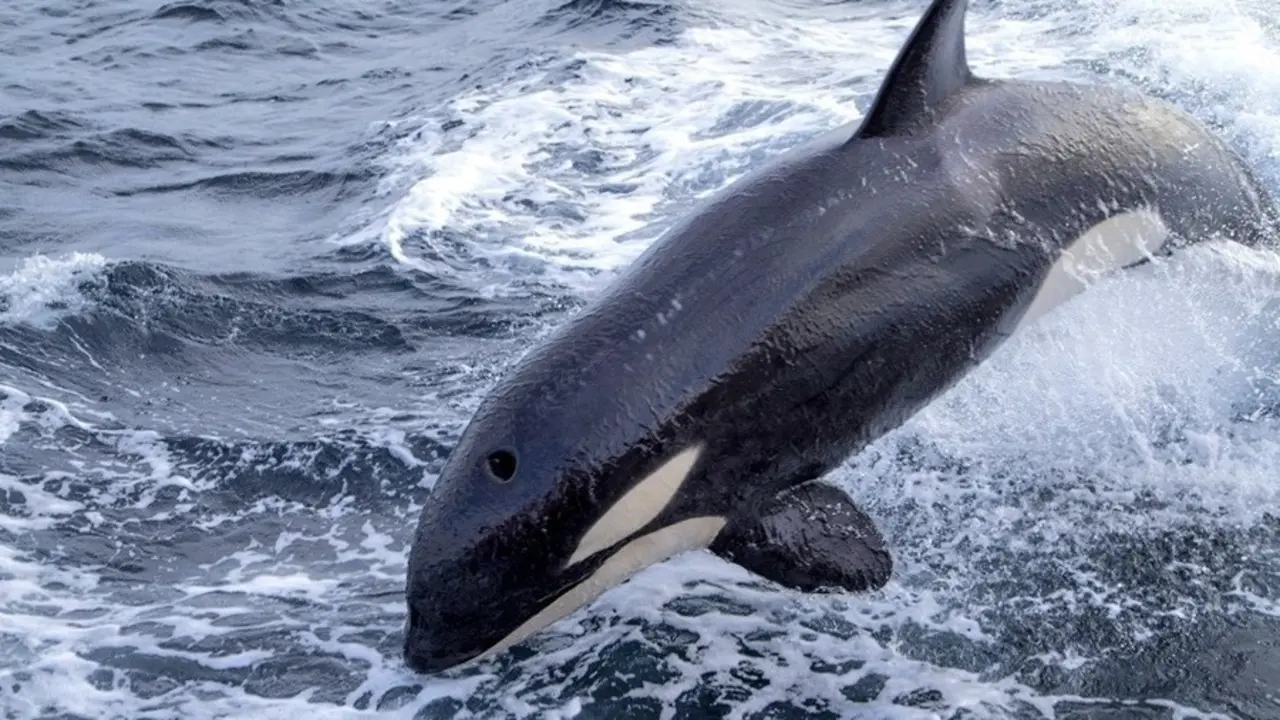Una orca en una imagen de archivo