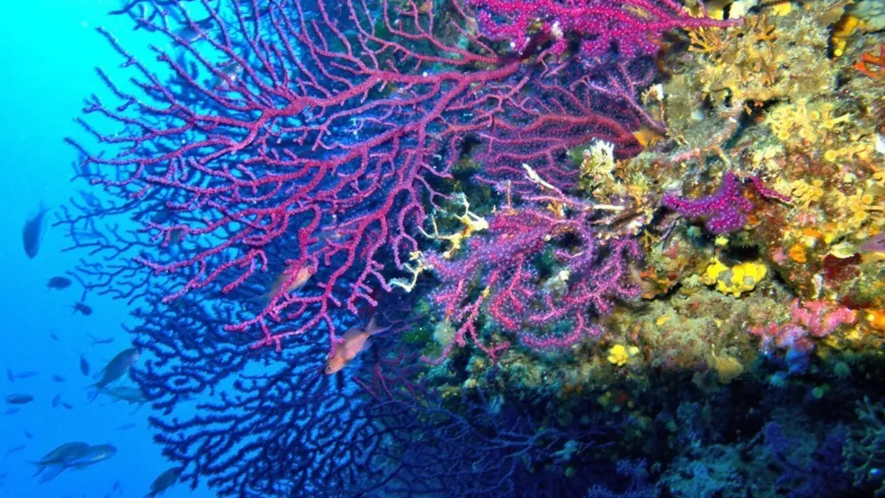 Arrecife de coral. Especie Paramuricea clavata coralligeno.