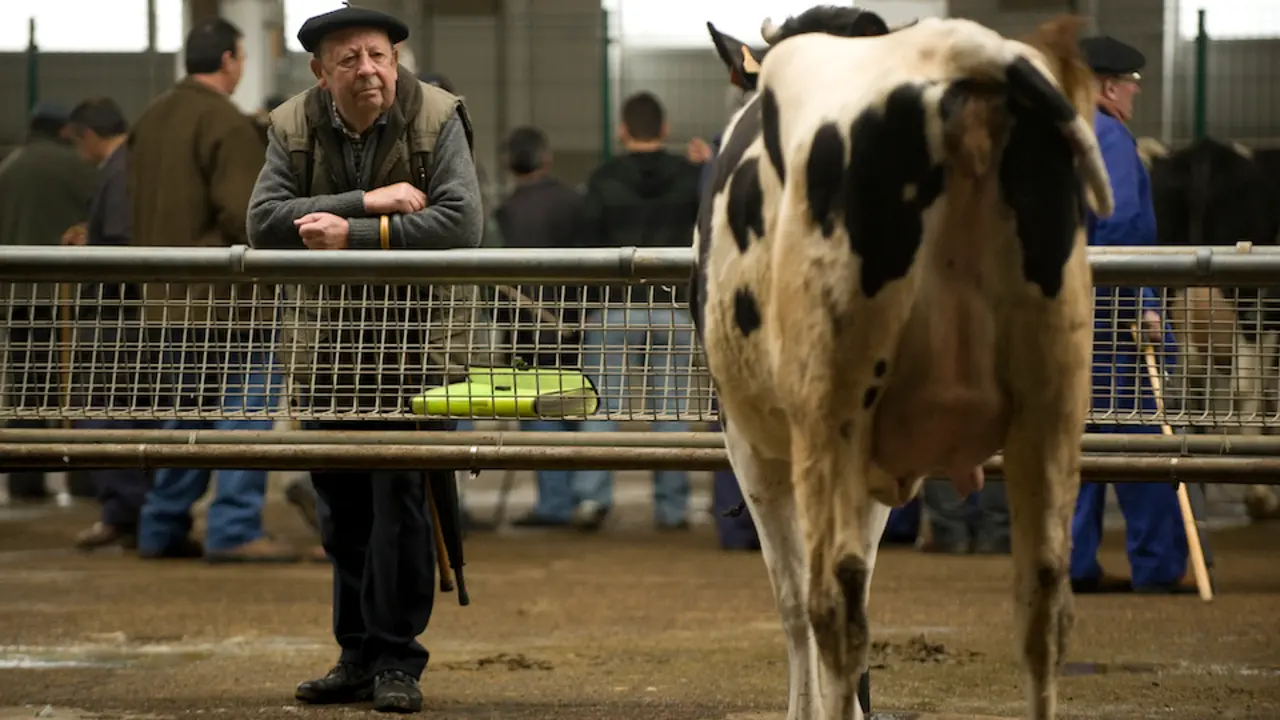 Una persona observa una vaca en la Feria de Ganados de Torrelavega. / ALERTA ARCHIVO