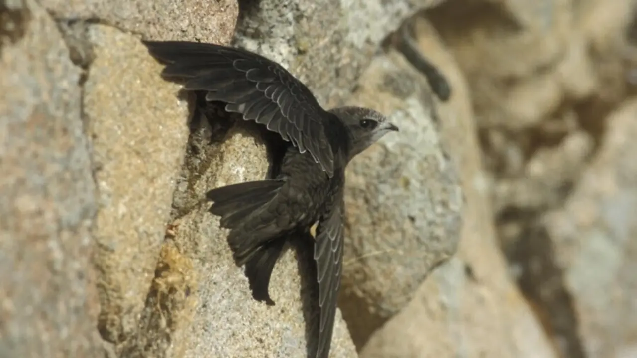 Vencejo com&uacute;n , Ave del A&ntilde;o 2021 de SEO/BirdLife por votaci&oacute;n popular