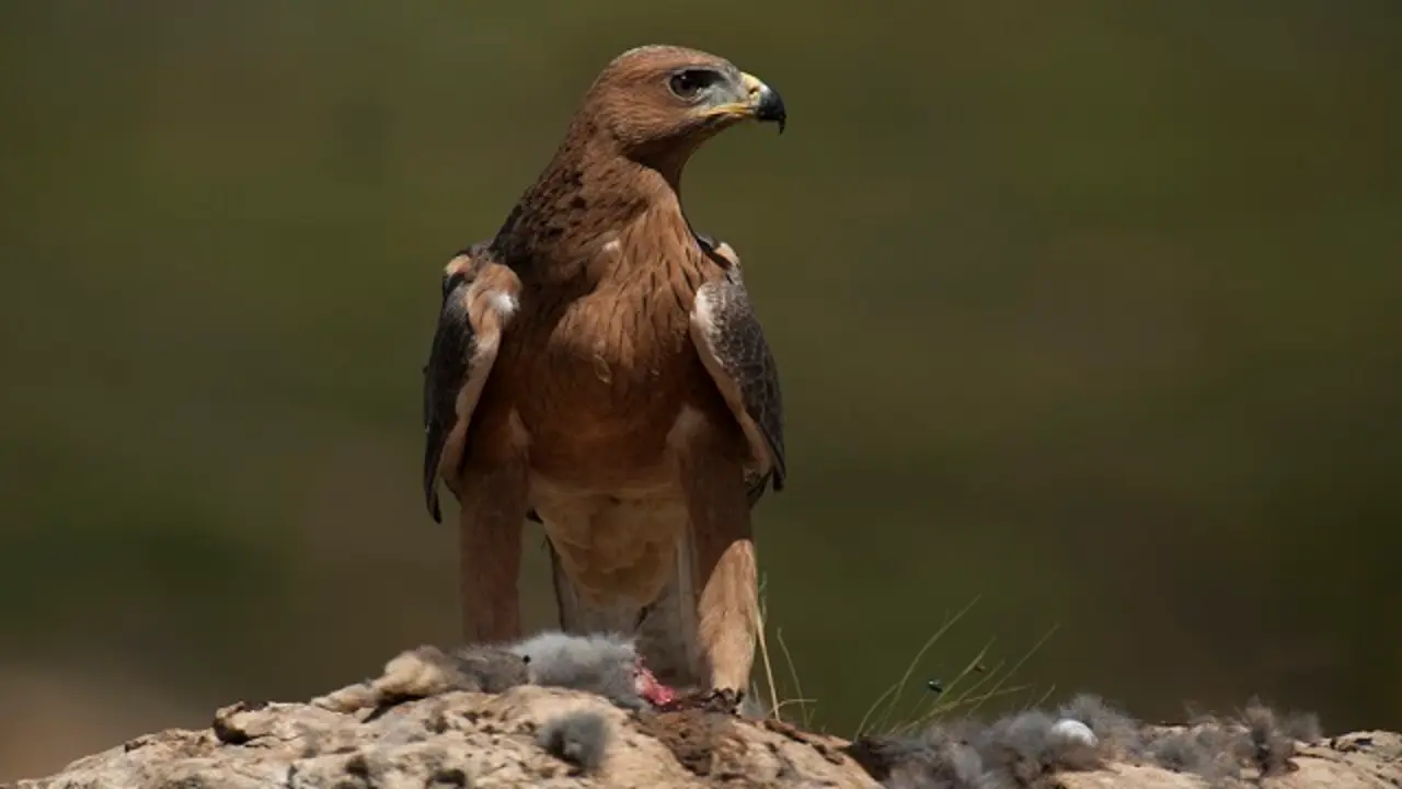 Archivo - Aguila bonelli