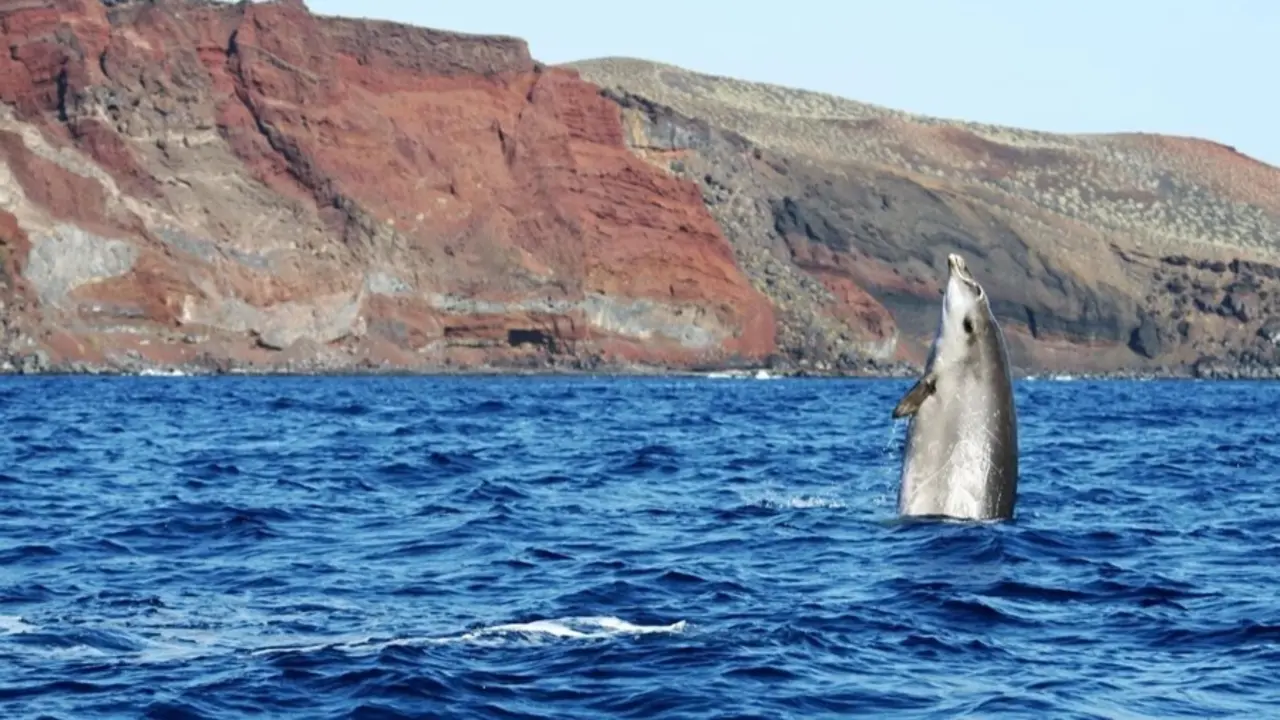 Zifios en El Hierro