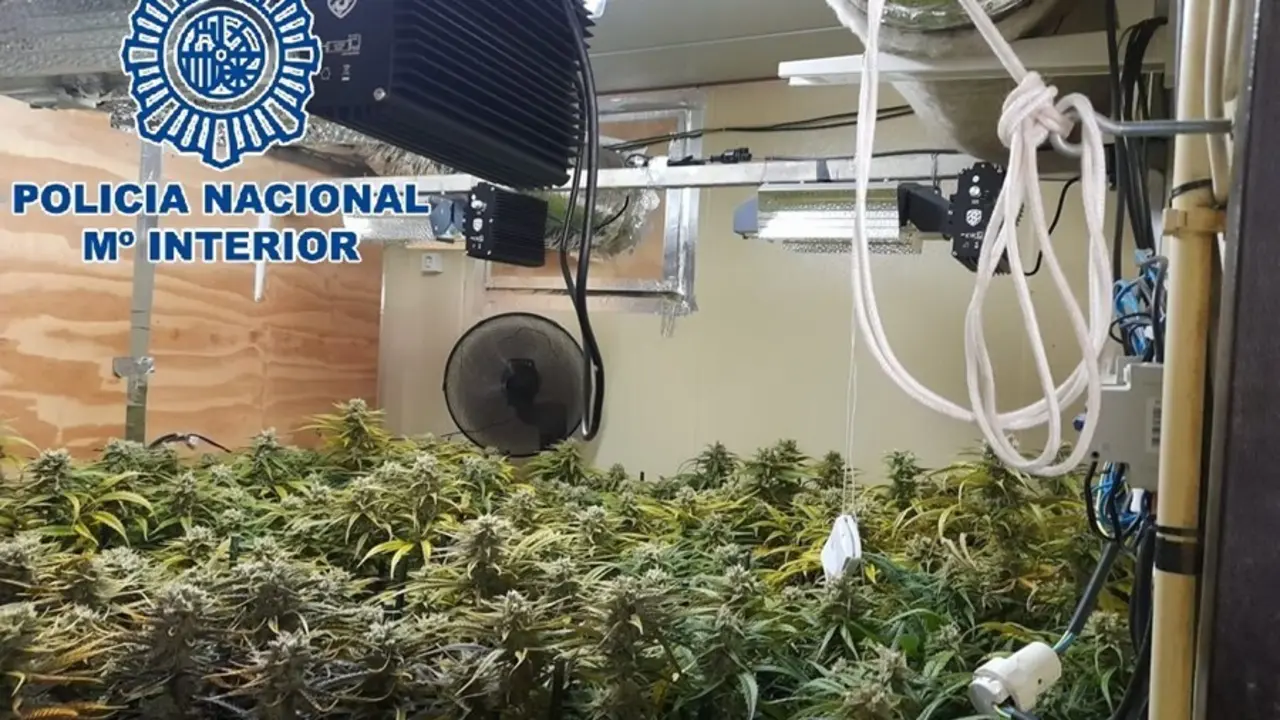 Plantanci&oacute;n indoor de marihuana desmantelada por la Polic&iacute;a Nacional en Sanl&uacute;car de Barrameda.