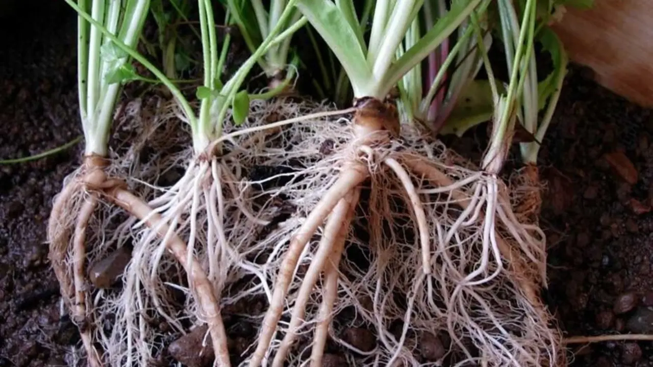 Raices de plantas