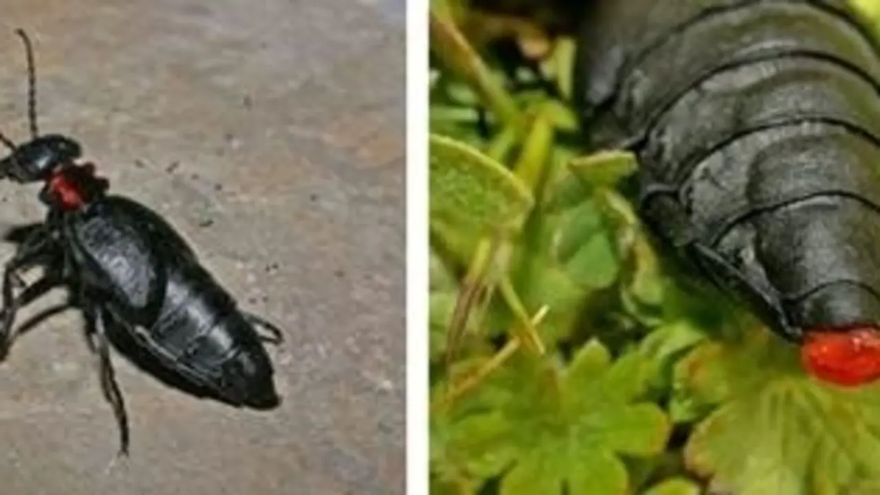 Extrusi&oacute;n de las membranas proctodeales como defensa en Physomeloe corallifer (aceitera coralina) (Villaviciosa de Od&oacute;n, Madrid). / Mario Garc&iacute;a Par&iacute;s
