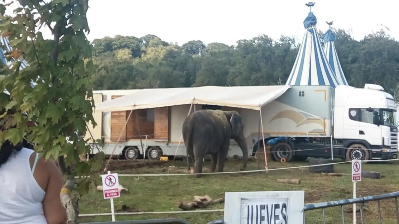 Archivo - Circo con animales