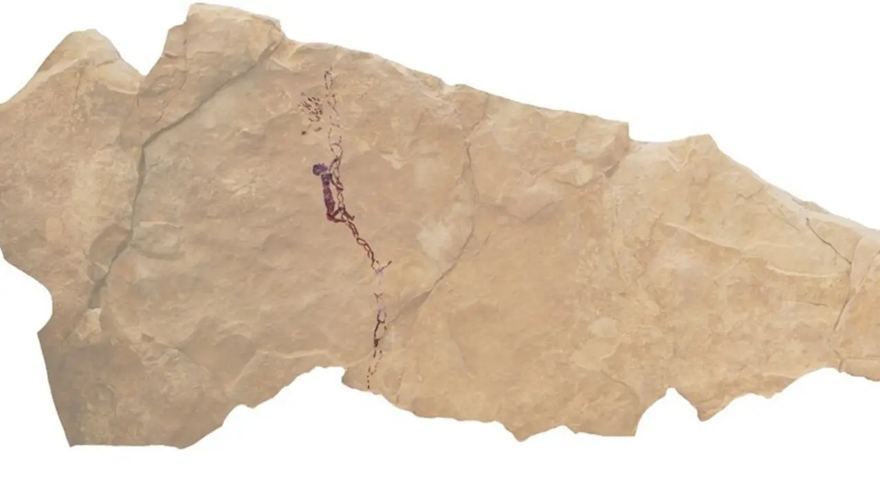 Pintura rupestre de Castellote (Teruel) sobre la recolecci&oacute;n de mil hace 7.500 a&ntilde;os