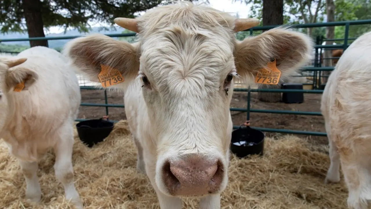 Una vaca cherolesala en la IV Feria del Ganado de El Escorial.