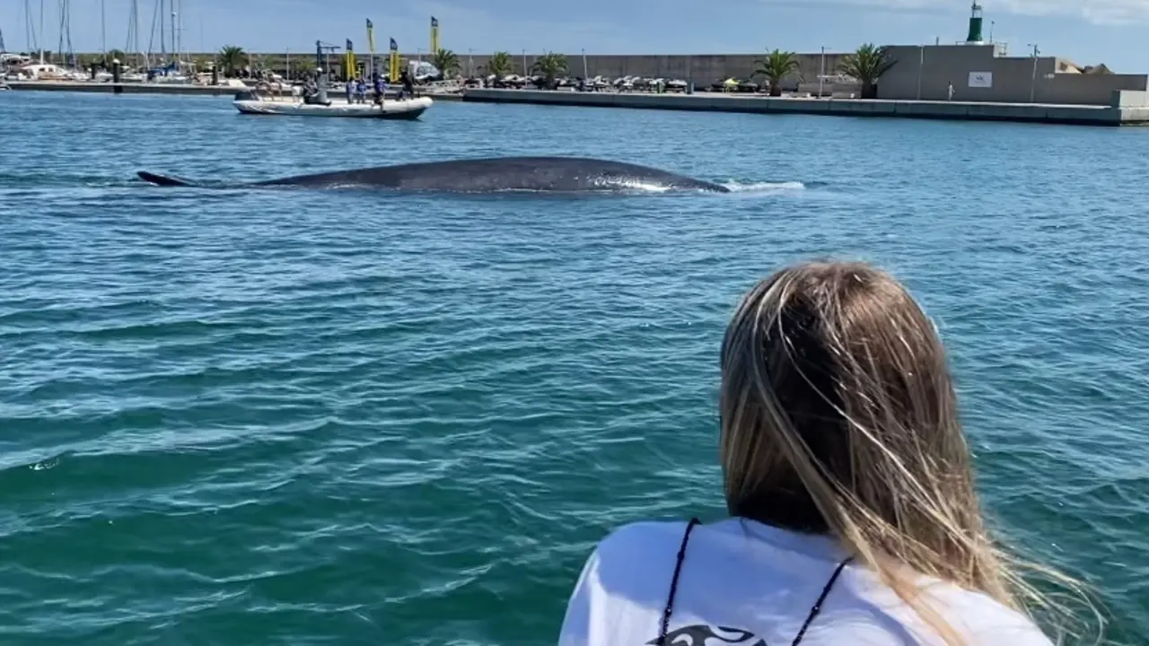 Consiguen devolver a mar abierto una ballena de 18 metros atrapada en el Real Club N&aacute;utico de Val&egrave;ncia