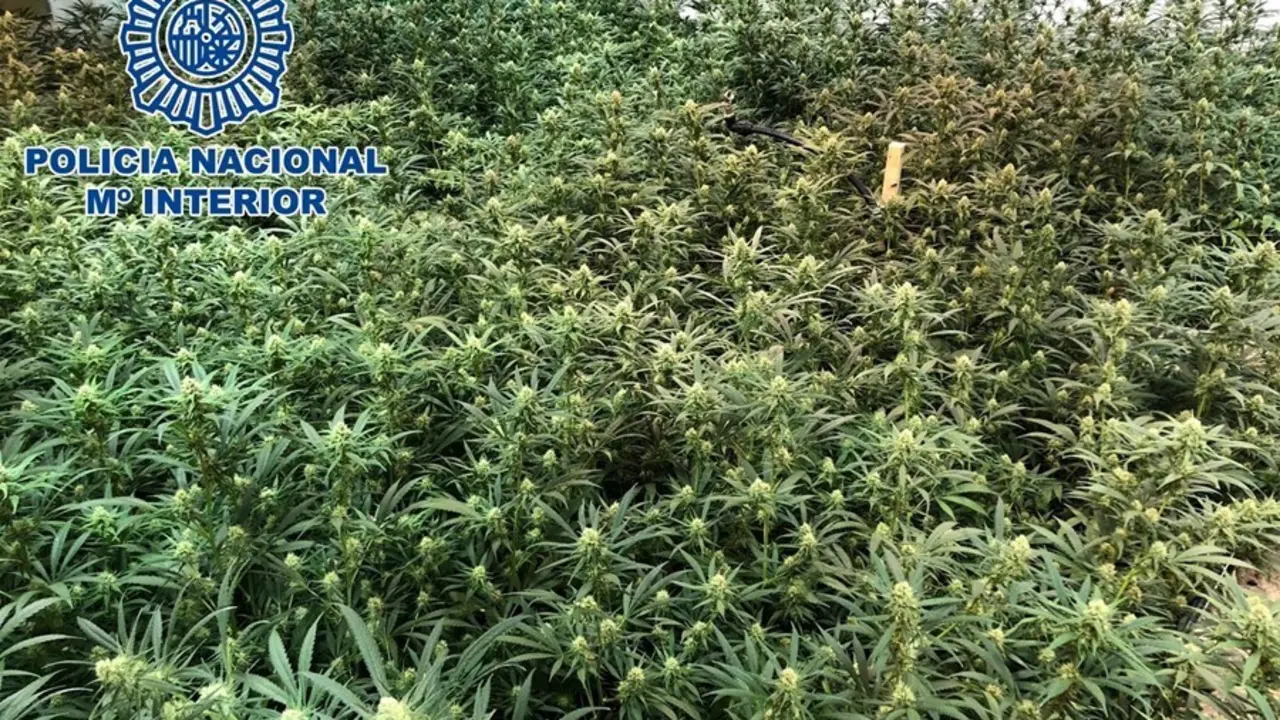 Plantaci&oacute;n de marihuana desmantelada en La L&iacute;nea
