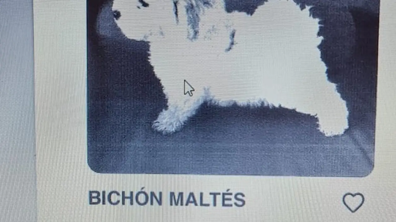 Imagen de la protectora de animales ficticia en Internet.
