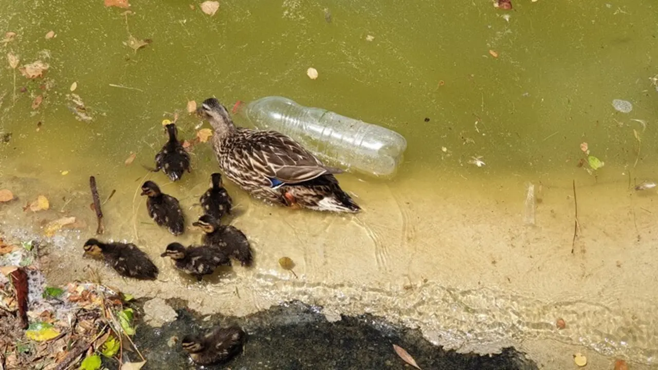 Archivo - Una hembra de &aacute;nade real con sus cr&iacute;as nadando entre suciedad y una botella de pl&aacute;stico en el lago del Parque Juan Carlos I de Madrid