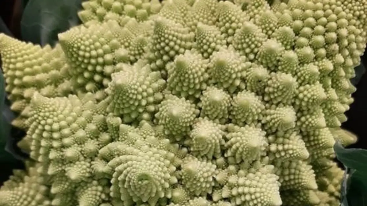 Imagen de una coliflor romanesco, cuya estructura reproduce una forma fractal