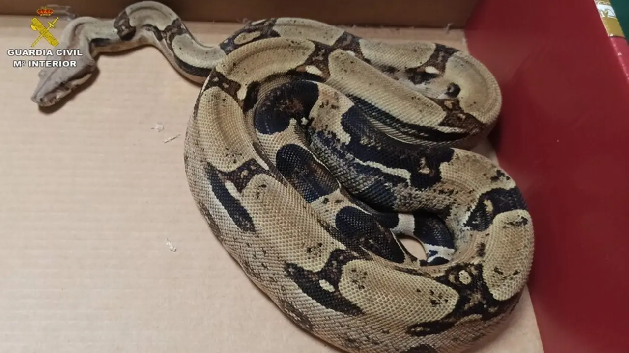 Serpiente boa