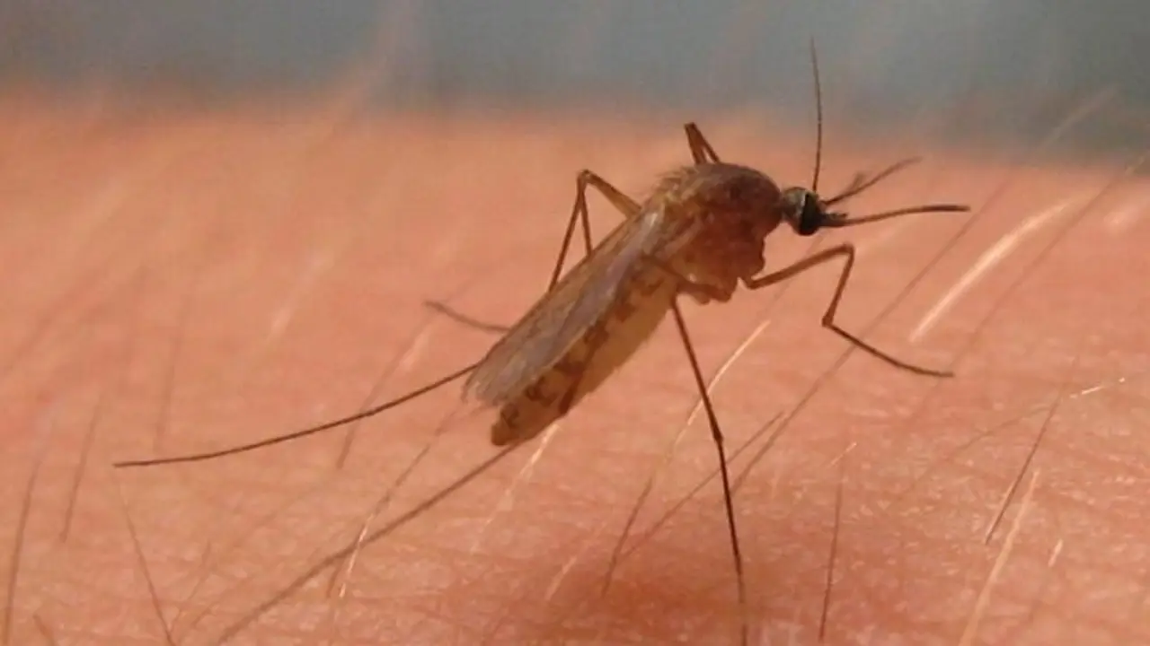 Archivo - Culex pipiens, mosquito del virus del Nilo Occidental en Am&eacute;rica del Norte