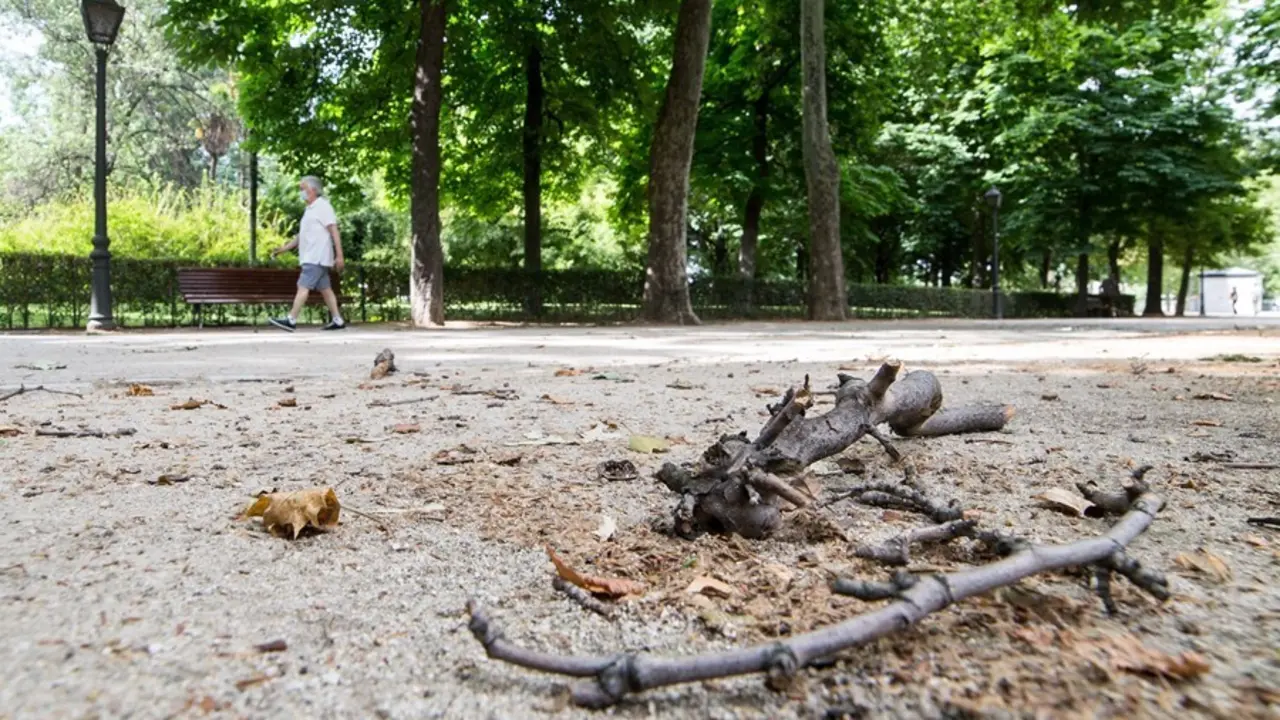 Archivo - Ramas en el suelo en el Parque de El Retiro 
