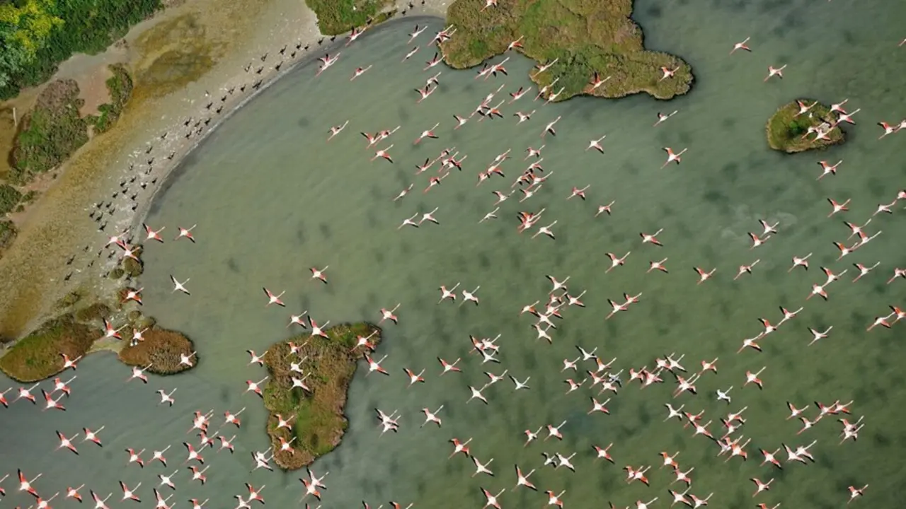Imagen de flamencos sobrevolando Do&ntilde;ana.
