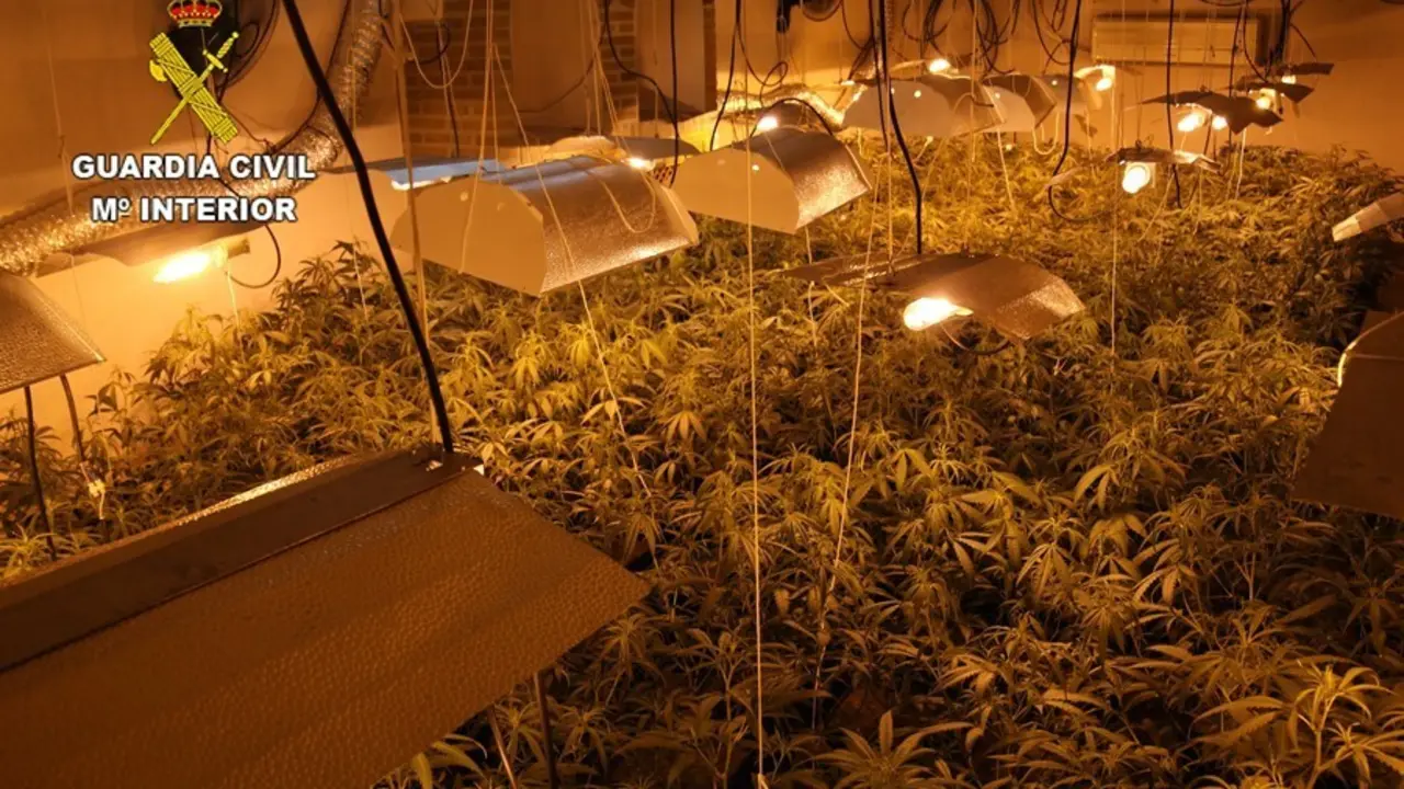 La Guardia Civil desmantela cuatro plantaciones de marihuana en Alcaudete de la Jara.