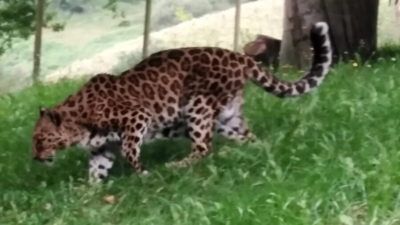 Hembra de leopardo acogida en BBK Karpin Fauna